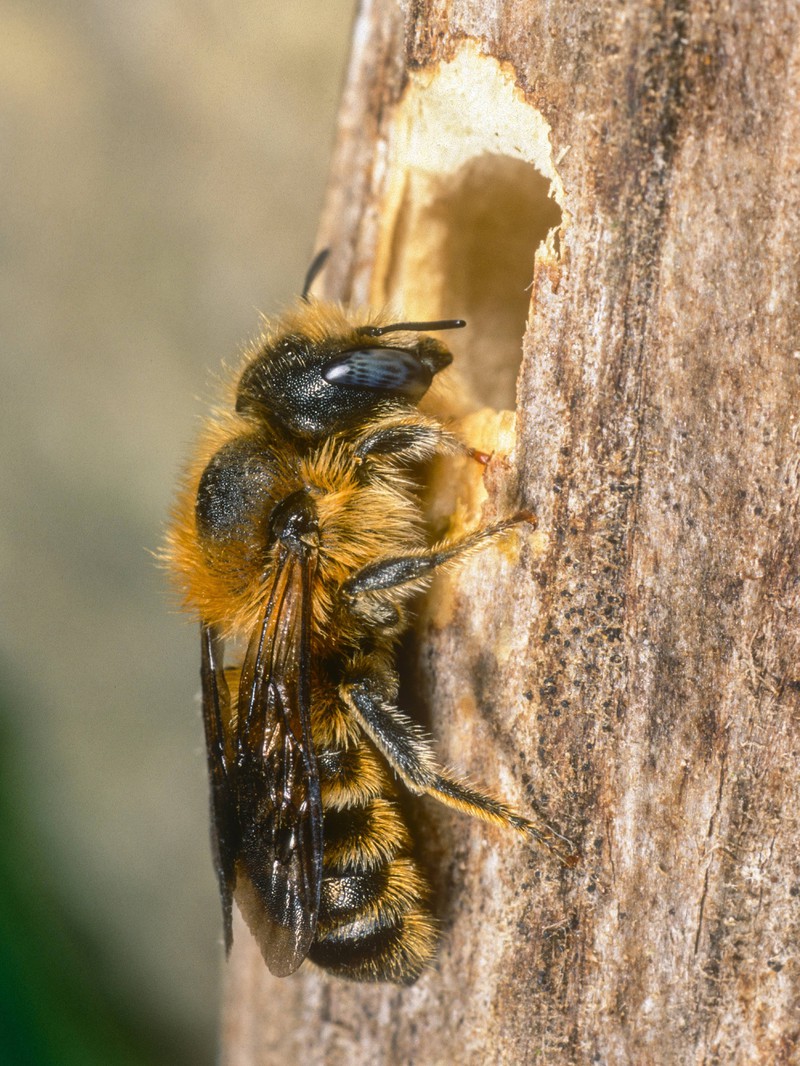 Mauerbienen sind Einzelgänger!