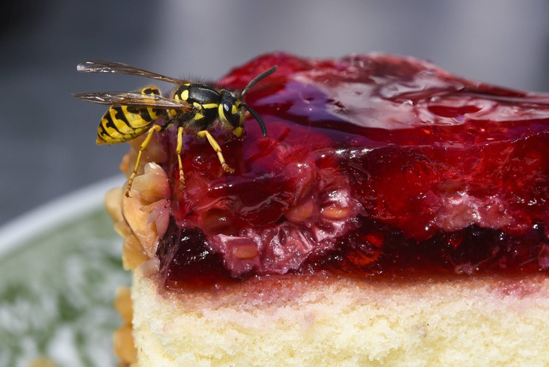 Wespen können von Süßspeisen nicht genug bekommen.