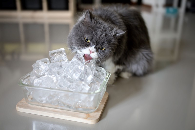 Eiswürfel für deine Katze sorgen nicht nur für Hydration, sondern verschaffen ihr auch eine zusätzliche Abkühlung.