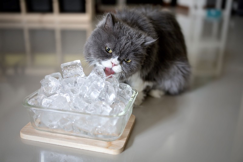 Eiswürfel für deine Katze sorgen nicht nur für Hydration, sondern verschaffen ihr auch eine zusätzliche Abkühlung.