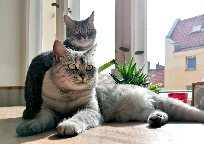 Es gibt einige Möglichkeiten, wie du deiner Katze im Sommer Abkühlung verschaffen kannst.