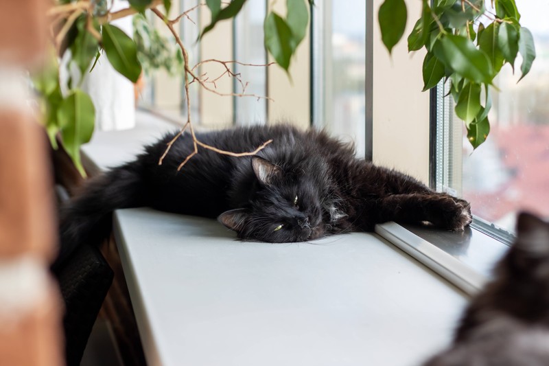 Katzen können Sonnenbrand bekommen.