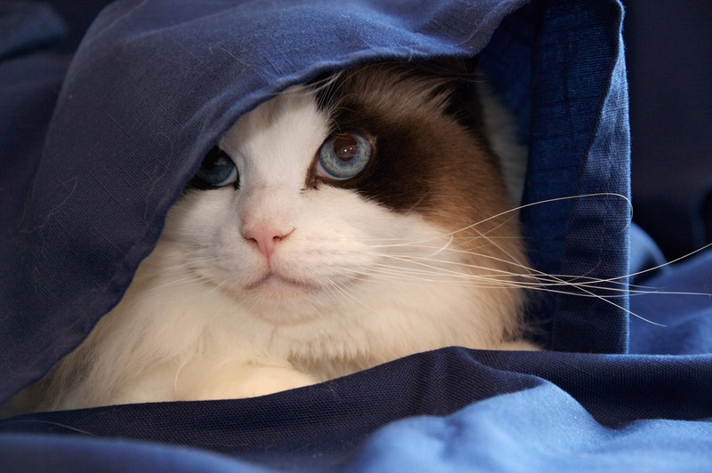 Mit feuchten und kalten Tüchern könnte es deiner Katze direkt besser gehen.