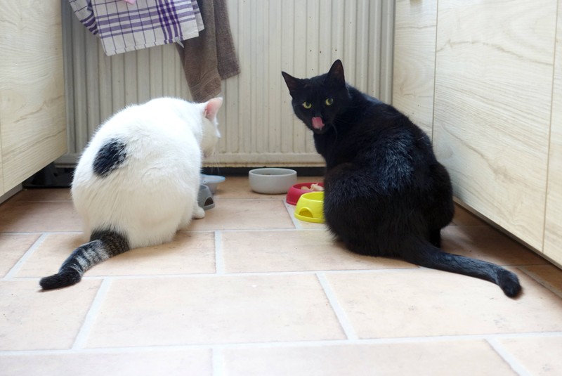 Mit Nassfutter kannst du die Flüssigkeitszufuhr deiner Katze erhöhen.
