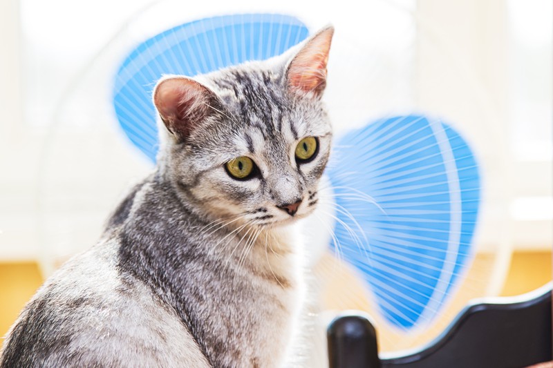 Ventilatoren sorgen zwar für frische Luft, können für dein Haustier aber gefährlich werden.