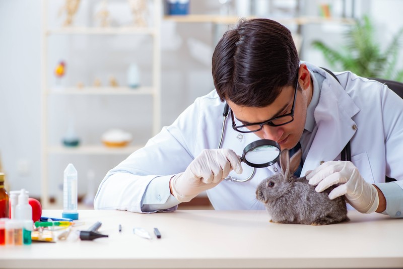 Eine Infektion durch Zecken ist nicht ungefährlich