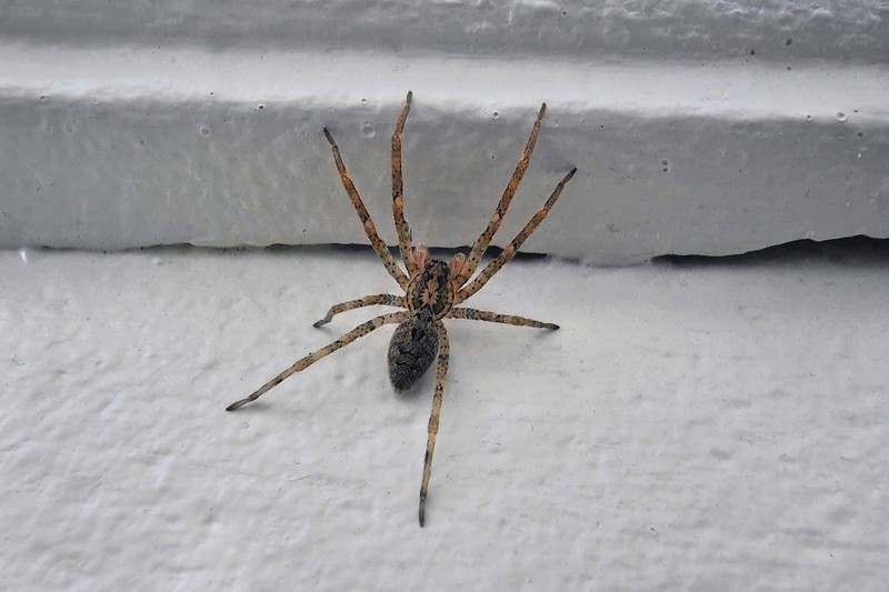 Aus dem Grund breitet sich die Nosferatu-Spinne in Deutschland aus.