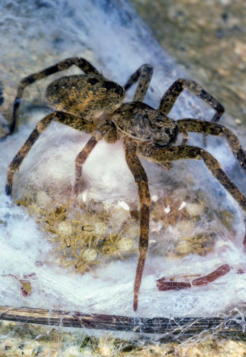 Die neuen Studien zeigen, dass die Nosferatu-Spinne doch weiter verbreitet ist als gedacht