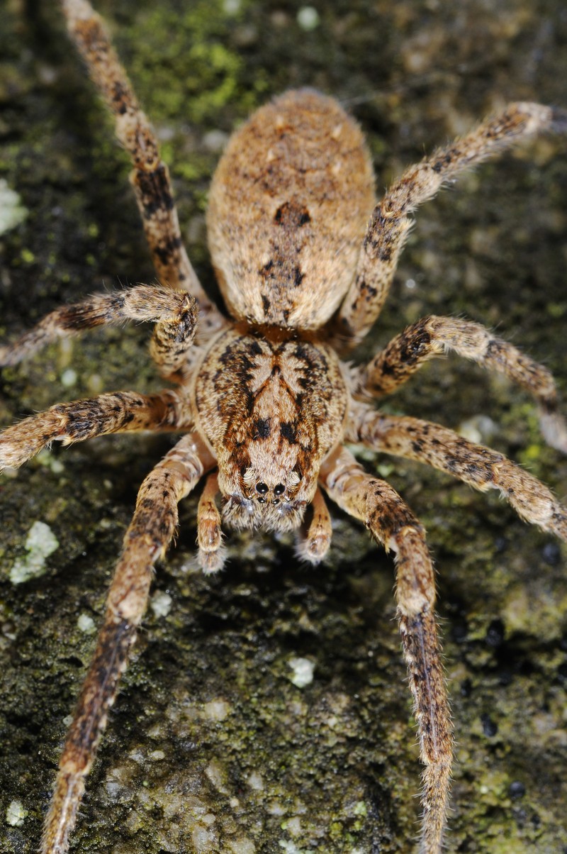 Die Nosferatu-Spinne breitet sich seit 2022  in Deutschland aus.
