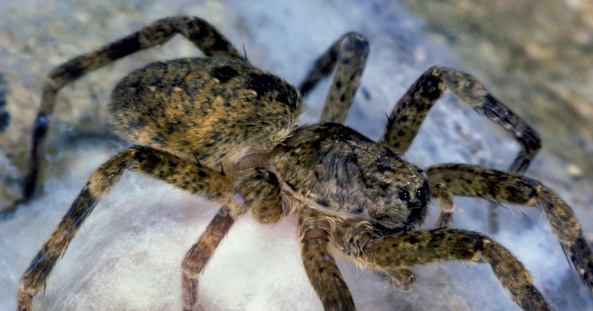 Nosferatu-Spinne breitet sich in Deutschland aus: Wie giftig ist sie?