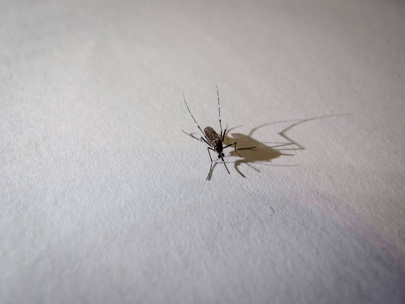 Spinnen haben auch einen Vorteil. Sie reduzieren Schädlinge
