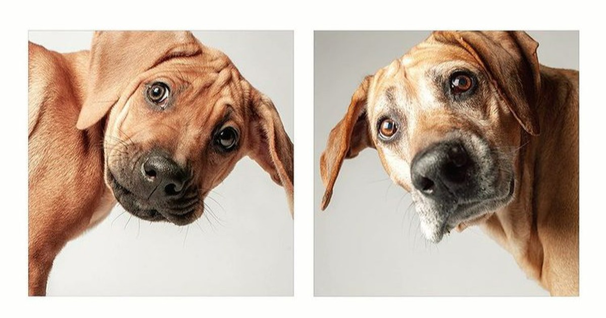 Vom Welpen zum Hundeopa: Süße Fotos, wie Hunde altern