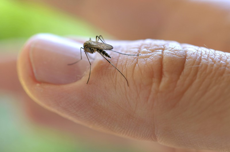 Mücken vermeiden bestimmte Kräuter