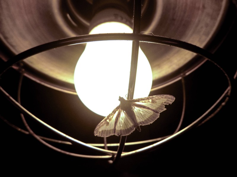 Nachtfalter werden durch Licht angezogen.