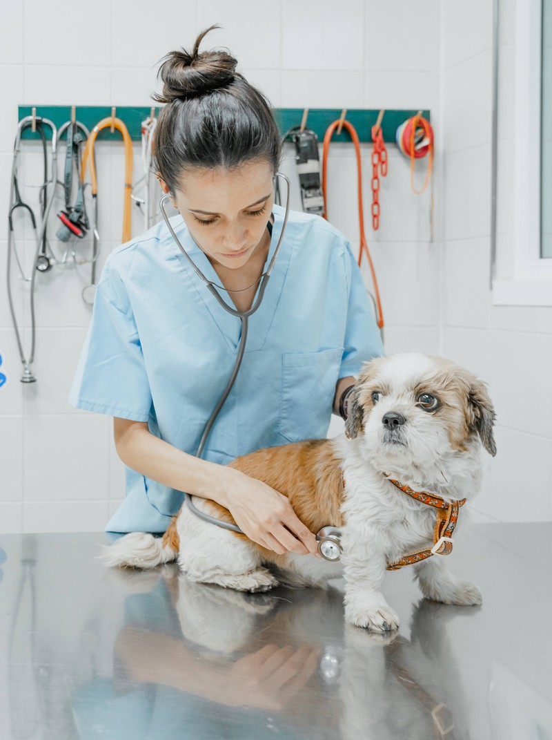 Ein Tierarzt kennt die richtigen Behandlungsstrategien bei einer Erkältung beim Hund.