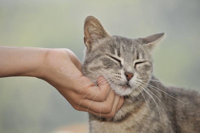 Beim Streicheln von Katzen gibt es einige Dinge zu beachten.