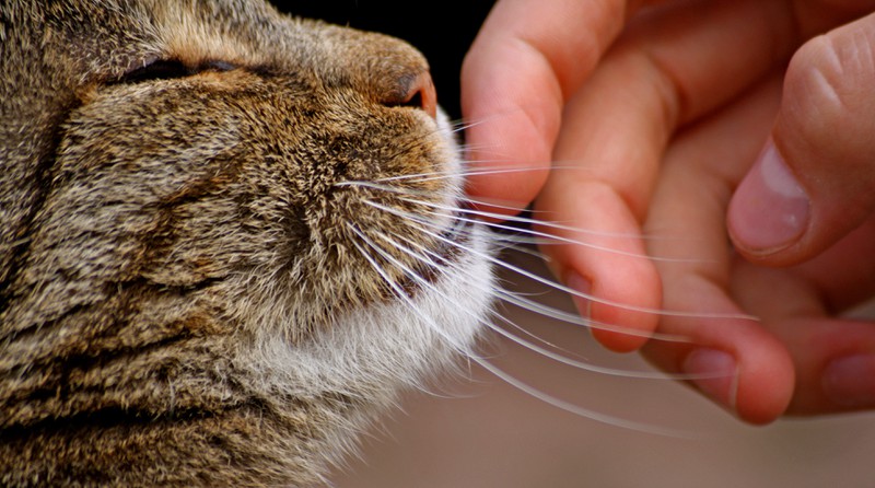 Um herauszufinden, wo Katzen am liebsten gestreichelt werden möchten, gibt es einen Trick mit dem Zeigefinger.