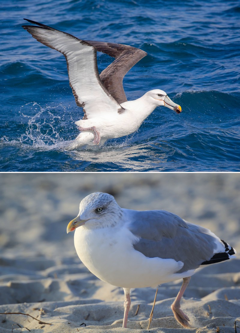 Albatrosse und Möwen werden nicht selten miteinander verwechselt.