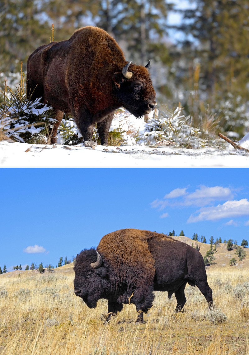 Bisons leben an unterschiedlichen Orten, unterscheiden sich jedoch häufig nicht viel.