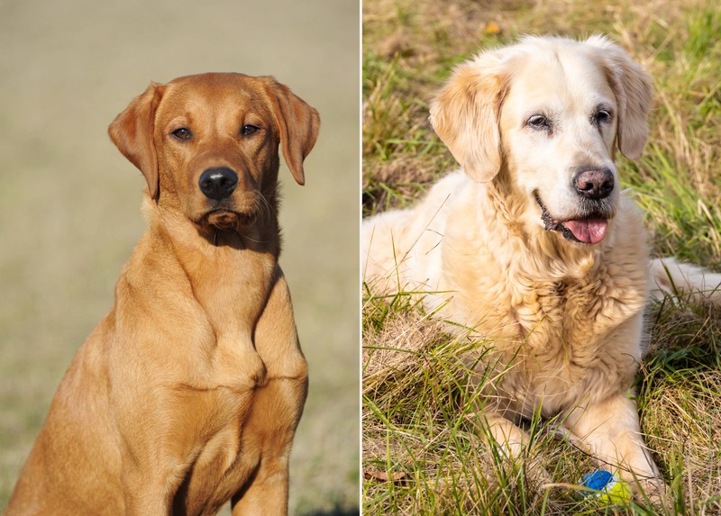 Die beiden beliebten Hunderassen Labrador und Golden Retriever.