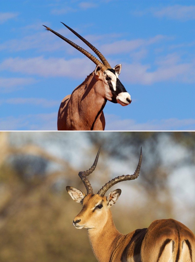 Impalas und Gazellen gleichen sich in vielen Eigenschaften.