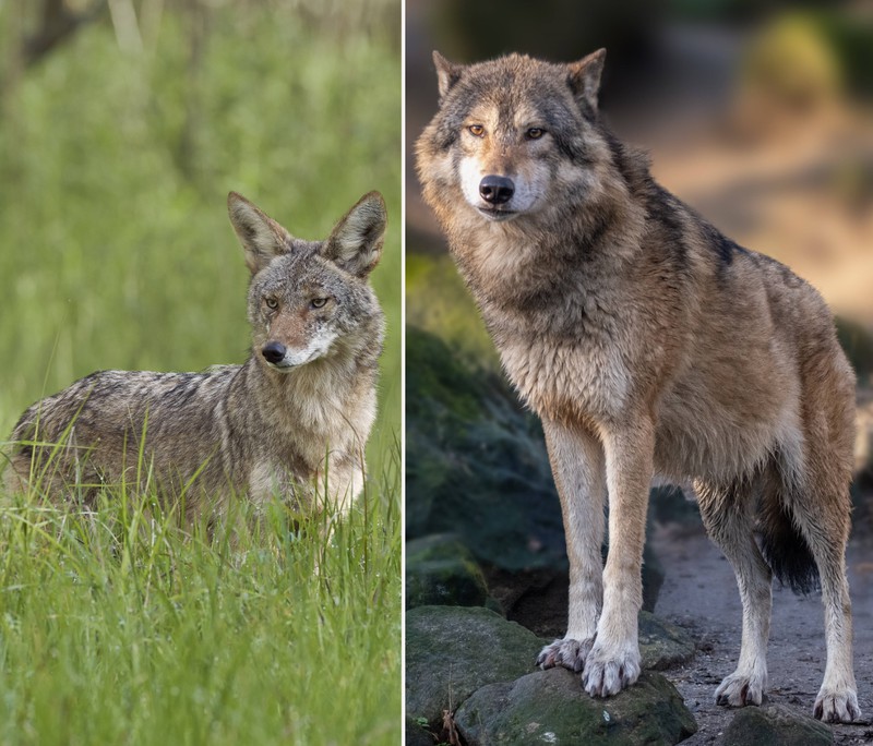 Links ist ein Koyote zu sehen, rechts ein Wolf.