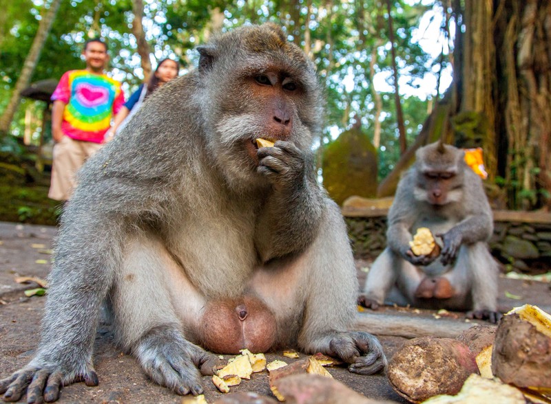 Der Monkey Forest in Ubud ist ebenfalls ein besonderes Reiseziel für Tierliebhaber.