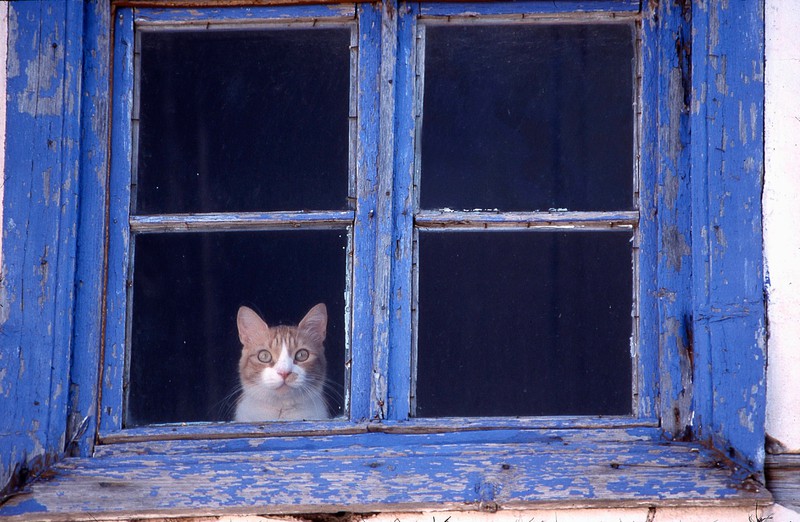 Eine Katze guckt aus dem Fenster.