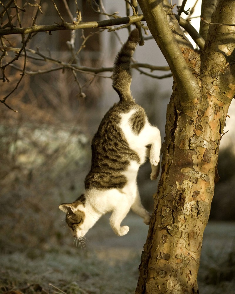 Eine Katze springt vom Baum.