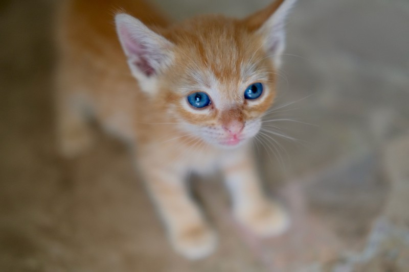 Eine Katze strahlt mit ihren blauen Augen.