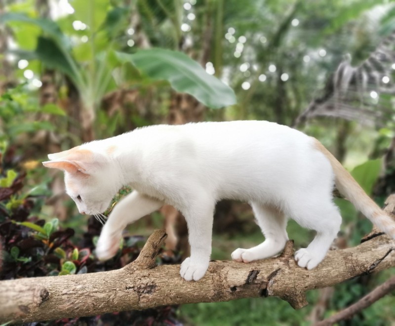 Eine weiße Katze läuft auf einem Ast.
