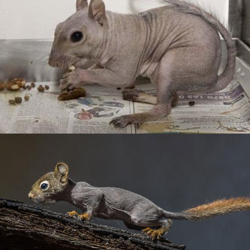 Ein Eichhörnchen sieht ohne Fell auch ganz anders aus.