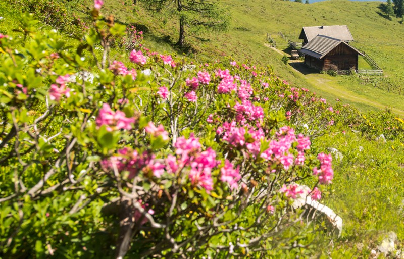Alpenrosen sind schöne, blühende Pflanzen, die in den Bergregionen wachsen.