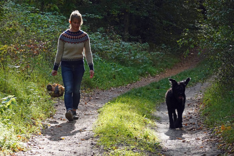 Bei einem Spaziergang im Wald können Hunde oder Katzen sich an Pflanzen vergiften oder verletzten