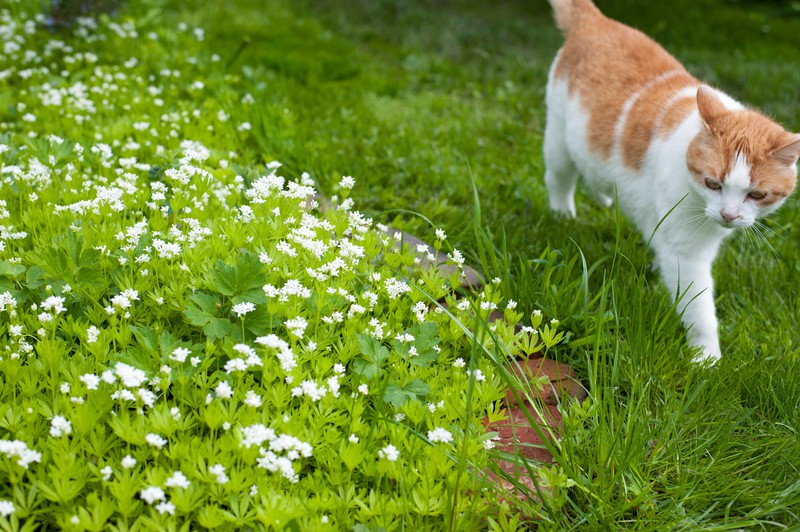Eine Katze schleicht um die Waldmeisterblüte