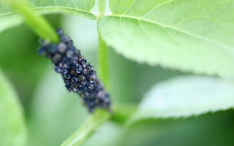 Schwarze geflügelte Blattläuse, auch bekannt als schwarze Blattläuse oder schwarze Fliegenläuse, sind eine häufig vorkommende Schädlingsart in Gärten und auf Pflanzen.