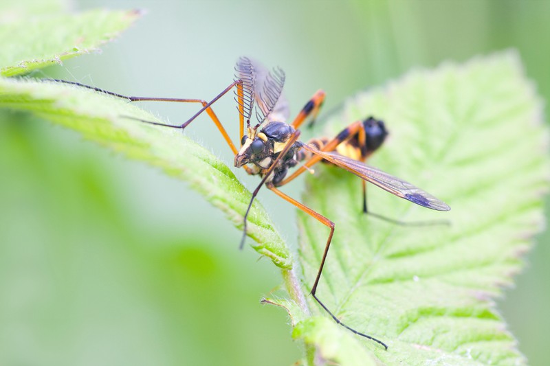 Trauermücken sind kleine, fliegende Insekten, die vor allem in Innenräumen vorkommen.