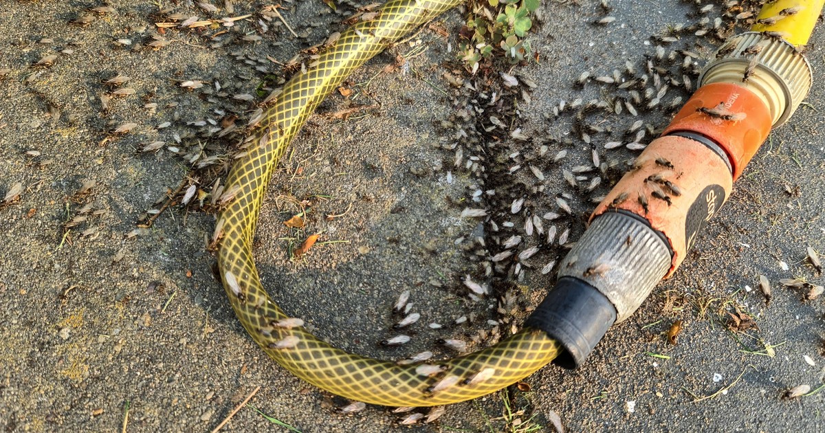 Kleine schwarzen Fliegen im Sommer: Was steckt dahinter?