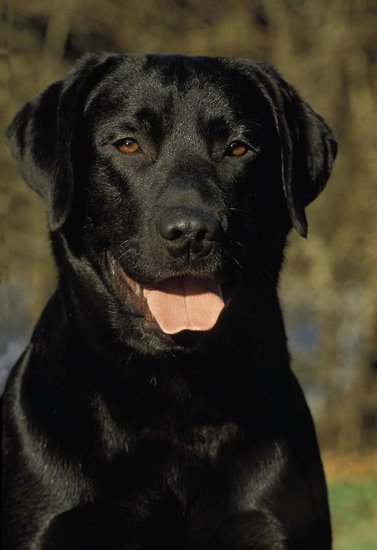 Labrador Retriever sind die häufigsten Anfängerhunde.