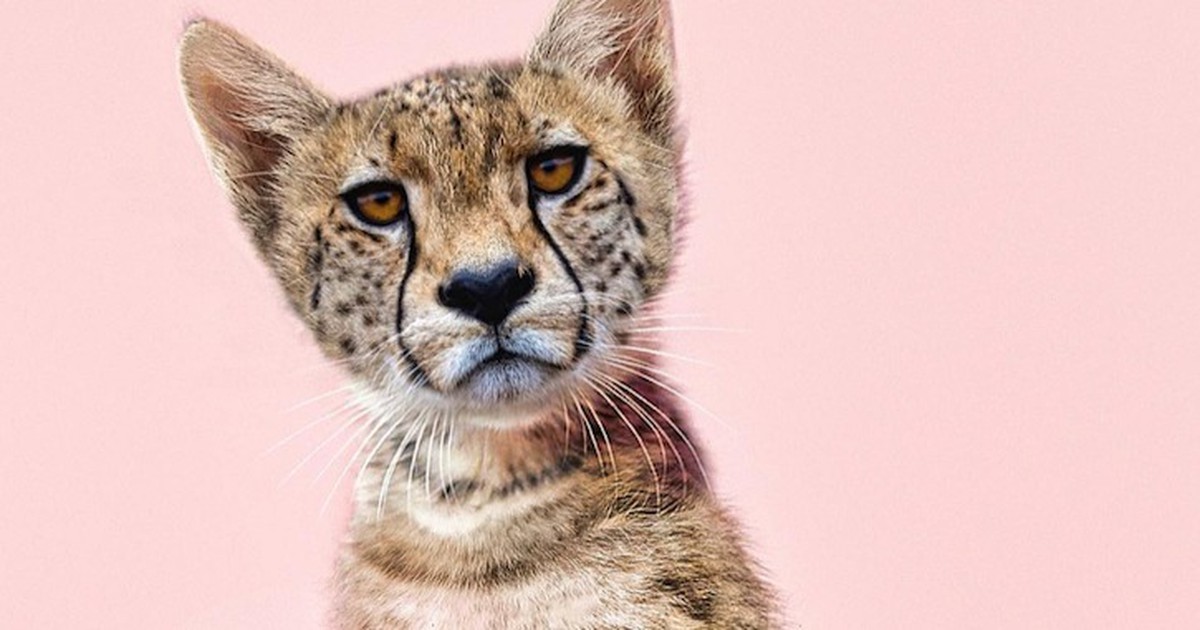 Total witzig: Photoshop-Künstler fügt zwei verschiedene Tiere zusammen