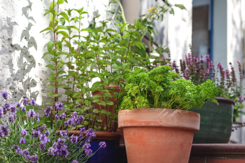Eine weitere Möglichkeit besteht darin, Kräuterpflanzen mit starkem Geruch in deiner Wohnung aufzustellen. Pflanzen wie Pfefferminze, Lavendel, Basilikum oder Zitronenmelisse eignen sich hier besonders gut.