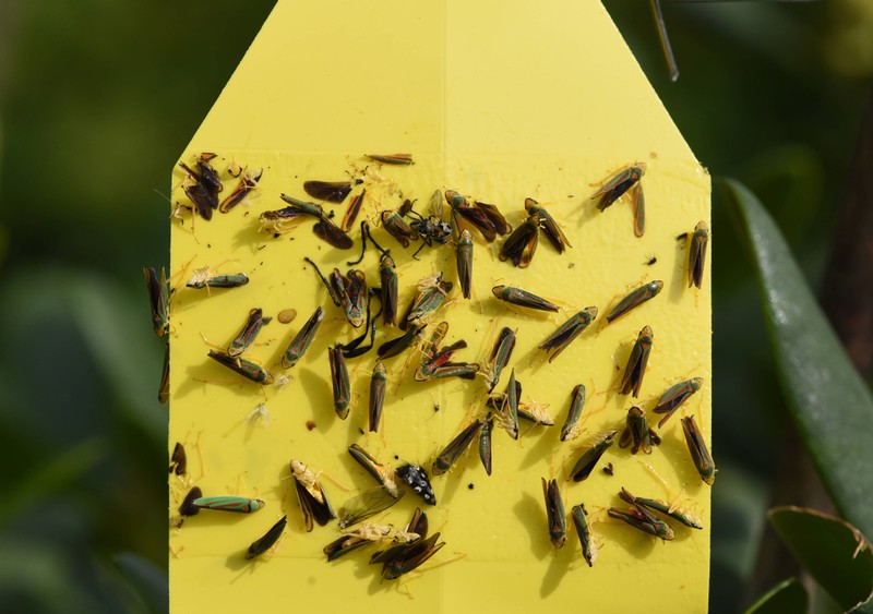 Gelbfallen sind Klebefallen mit denen schädliche Insekten gefangen werden.
