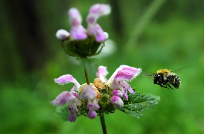 Bienen sind extrem wichtig für unser Öko System.