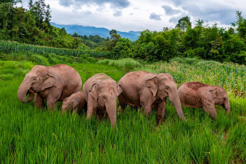 Elefanten sind majestätische und hochintelligente Tiere, die in der Tierwelt einen besonderen Stellenwert haben.