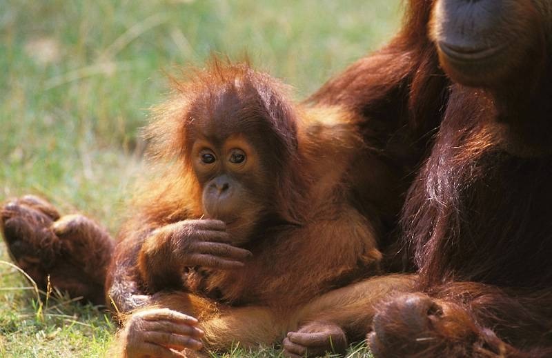 Orang Utans haben fast die gleichen Hände wie Menschen, allerdings nur vier Finger.