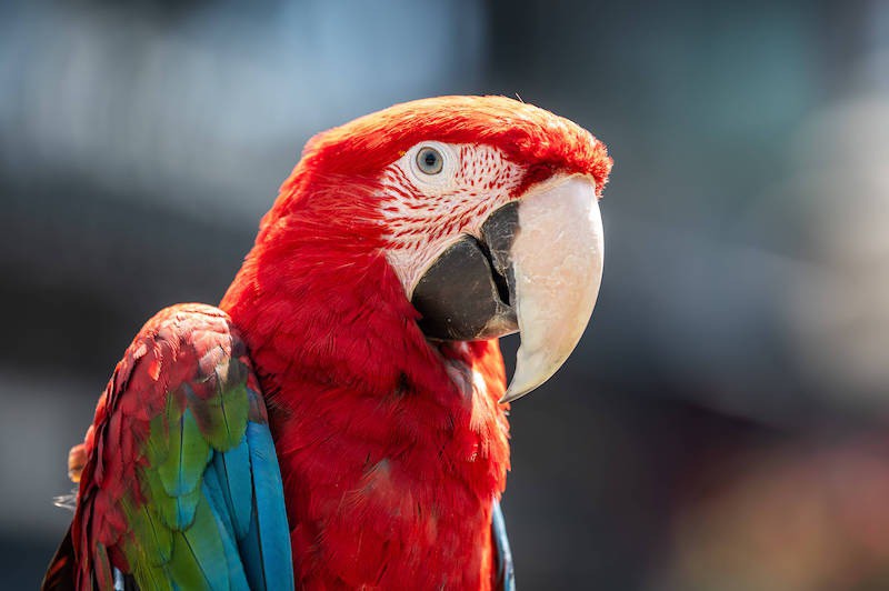 Papageien sind eigentlich eher als Spaßvögel bekannt.