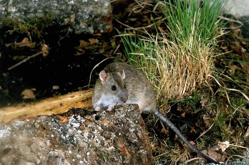 Ratten werden oft negativ konnotiert, sind aber extrem intelligent.