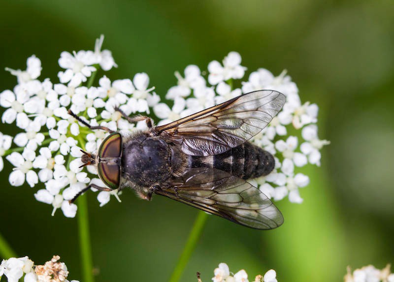Bremsen im Sommer: So schützt du dich vor den Insekten & ihren Stichen