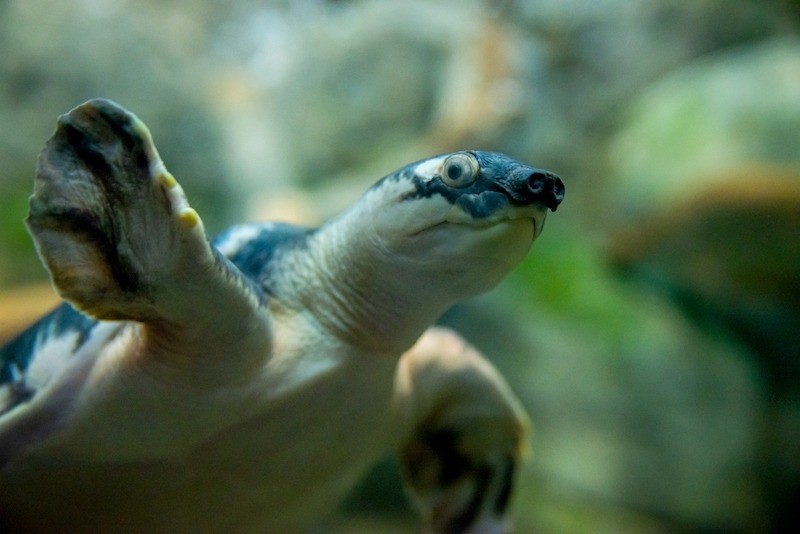 Die Papua Weichschildkröte lebt in Neuguinea und Australien.
