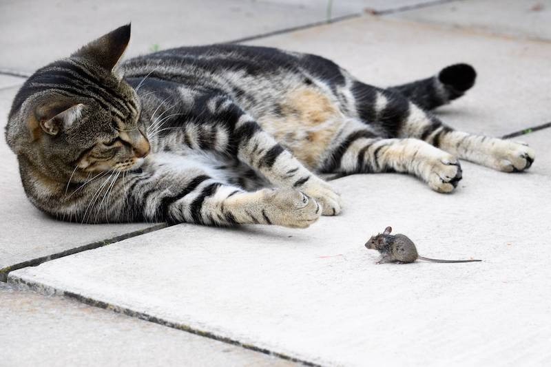 Das Schließen der Katzenklappe kann die Maus umgewöhnen.